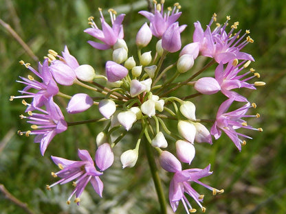 100 Prairie Onion (Allium Stellatum) Seeds