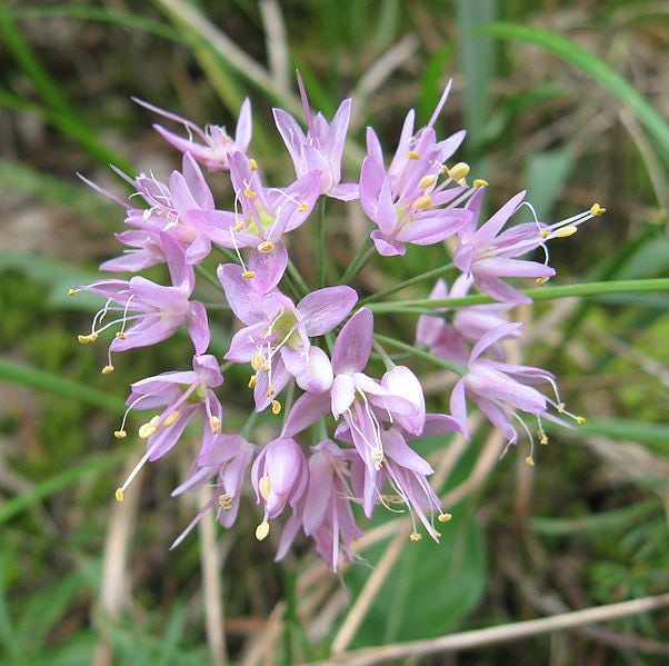 100 Prairie Onion (Allium Stellatum) Seeds