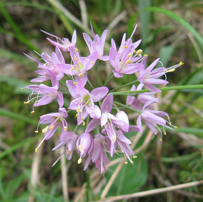 100 Prairie Onion (Allium Stellatum) Seeds