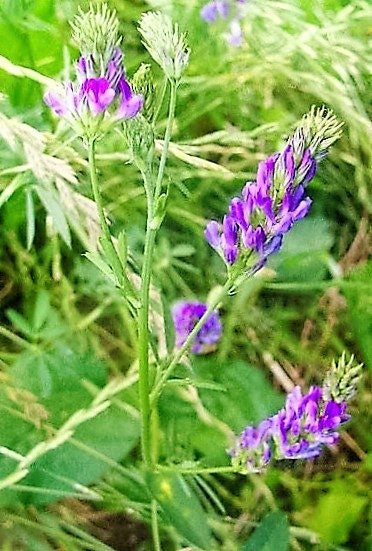 100 CIMARRON ALFALFA Medicago Sativa Ground Cover Forage Purple Flower Seeds