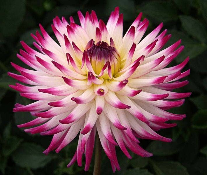 25 Cactus Double Dahlia (Dahlia Variabilis) Seeds