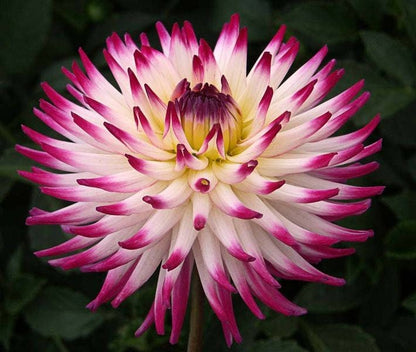 25 Cactus Double Dahlia (Dahlia Variabilis) Seeds