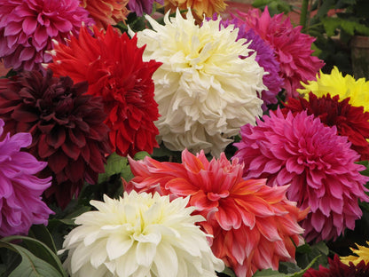 Dwarf Redskin Dahlia Mix (Dahlia variabilis) Seeds – 20 ct