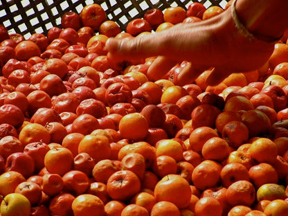 20 Chinese Red Date Tree (Jujube, Ziziphus Jujuba) Seeds