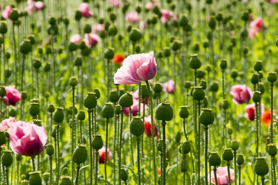 Pink & White Poppy (Papaver somniferum) Seeds – 1,000 ct