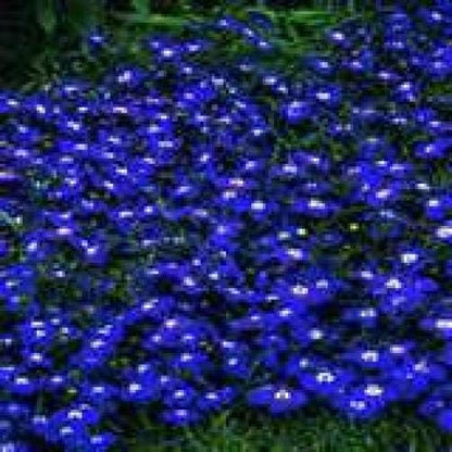 200 Electric Blue & White Half Moon Lobelia (Lobelia Erinus) Seeds