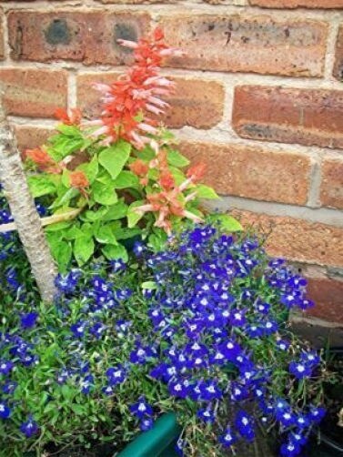 200 Electric Blue & White Half Moon Lobelia (Lobelia Erinus) Seeds