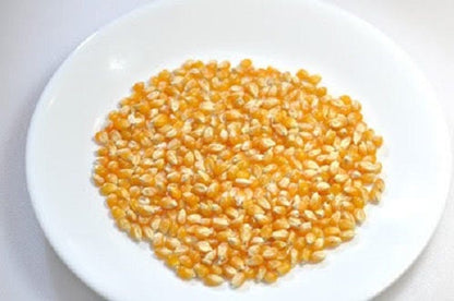 150 LADY FINGERS POPCORN Corn Zea Mays White Yellow Vegetable Seeds
