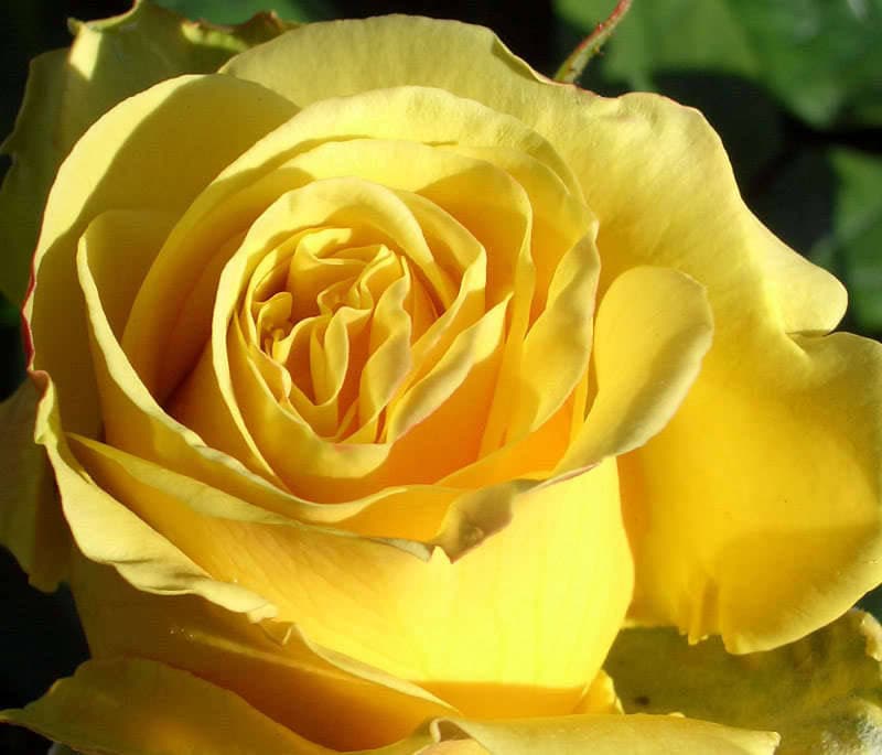 5 YELLOW ROSE Rosa Bush Shrub Perennial Flower Seeds – Haven Herbs