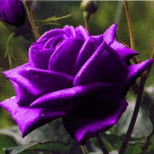 Purple Floribunda Rose (Rosa floribunda) Seeds – 5 ct