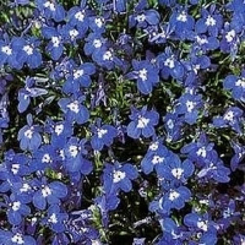 200 Mrs. Clibran Lobelia (Lobelia Erinus) Seeds