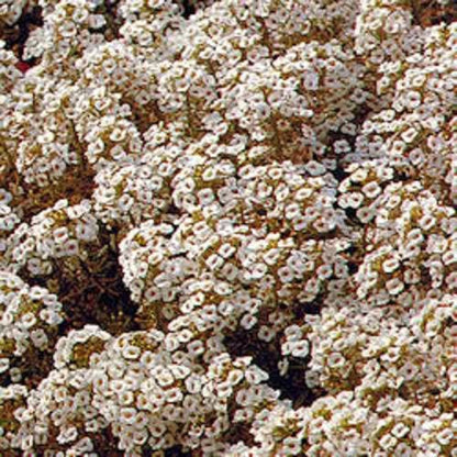 500 Sweet ALYSSUM PASTEL CARPET Mix Lobularia Maritima Flower Seeds