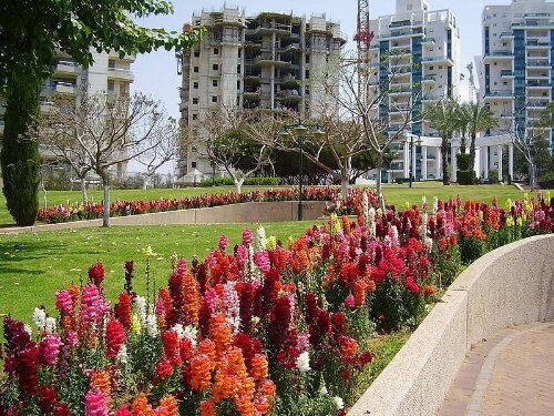 2000 Snapdragon Corona (Antirrhinum Majus) Seeds