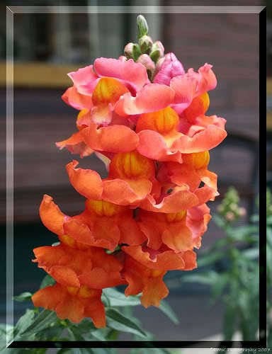 2000 Snapdragon Corona (Antirrhinum Majus) Seeds