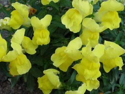 2000 Snapdragon Corona (Antirrhinum Majus) Seeds