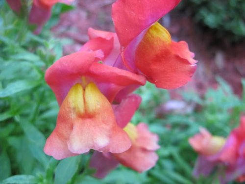 2000 Snapdragon Corona (Antirrhinum Majus) Seeds
