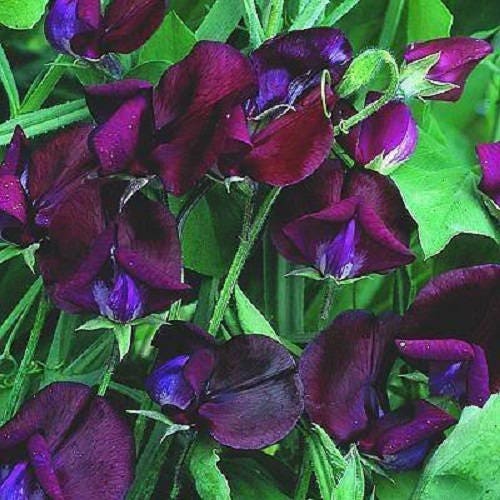 10 Black Knight Sweet Pea (Lathyrus Odoratus) Seeds