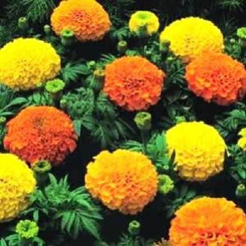 250 African Marigold Crackerjack Mixed Color (Tagetes Erecta)Seeds