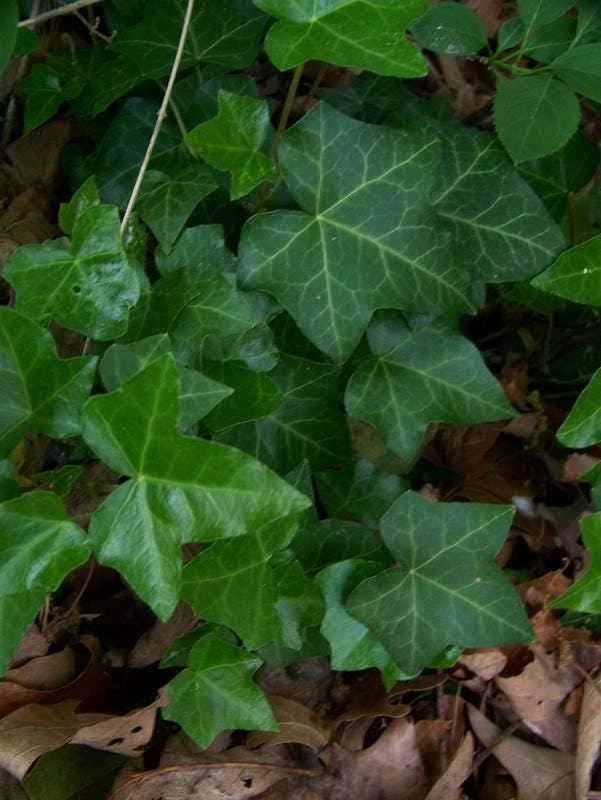 10 Bostonian Ivy (Parthenocissus Tricuspidata Veitchii) Seeds