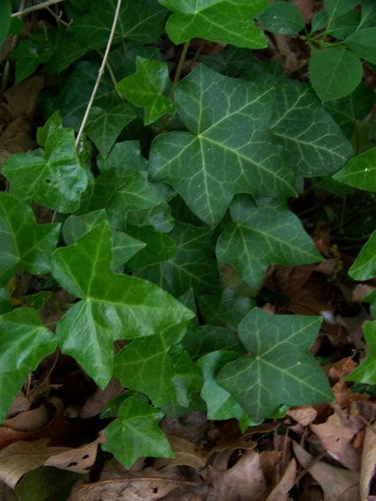 10 Bostonian Ivy (Parthenocissus Tricuspidata Veitchii) Seeds
