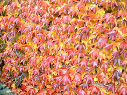 10 Bostonian Ivy (Parthenocissus Tricuspidata Veitchii) Seeds