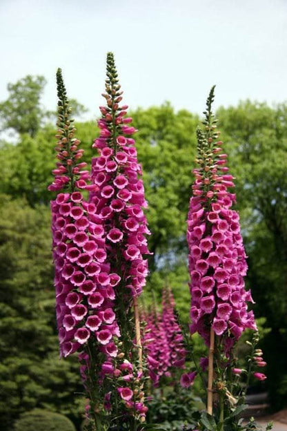 1000 FOXGLOVE EXCELSIOR MIX Digitalis Purpurea Mixed Colors Flower Seeds