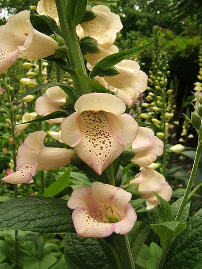 1000 FOXGLOVE EXCELSIOR MIX Digitalis Purpurea Mixed Colors Flower Seeds
