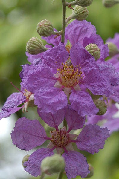 35 PURPLE CREPE MYRTLE Lagerstroemia Indica Flowering Shrub Bush Small Tree Seeds