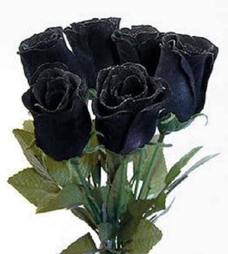 5 Black Rose (Rosa) Seeds