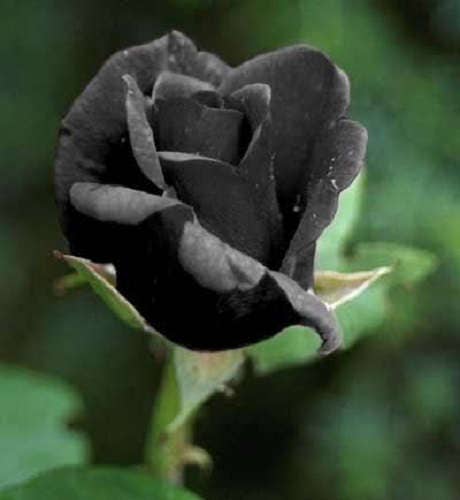 5 Black Rose (Rosa) Seeds