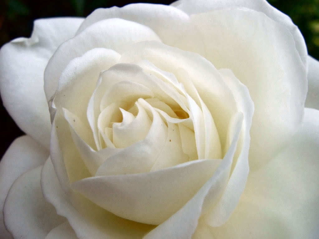 5 White Rose (Rosa) Seeds