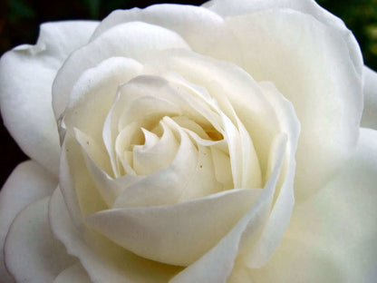 5 White Rose (Rosa) Seeds