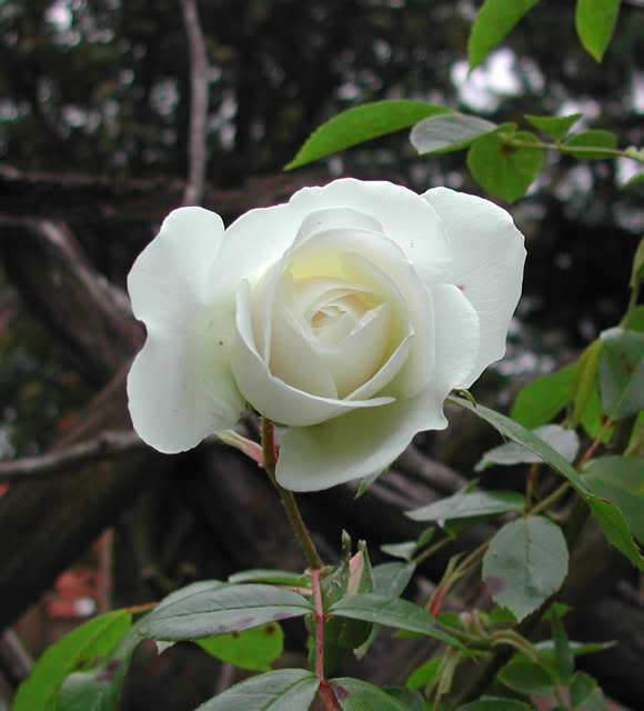 5 White Rose (Rosa) Seeds