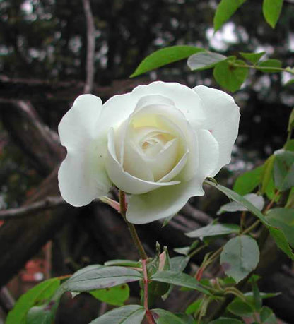 5 White Rose (Rosa) Seeds