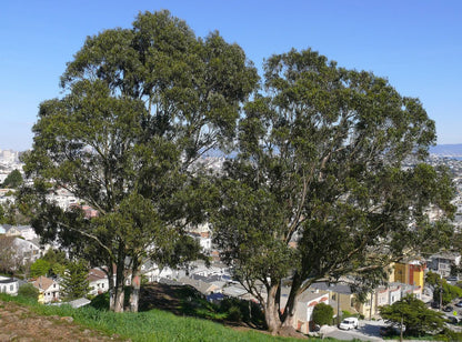 25 TASMANIAN Blue Gum TREE / EUCALYPTUS Globulus Flower Seeds