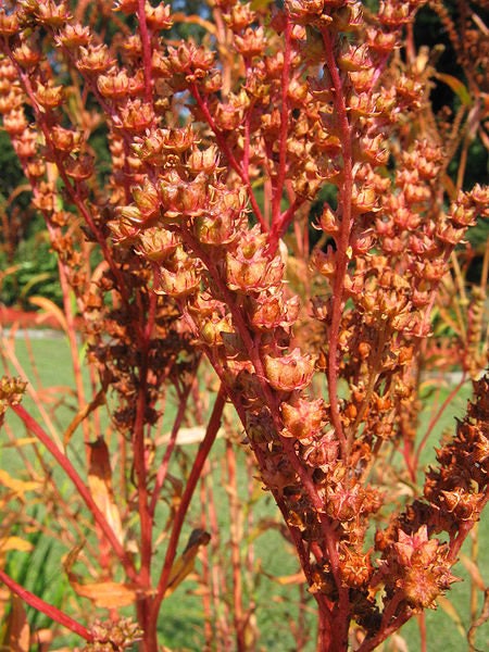 Ditch Stonecrop (Penthorum sedoides) Seeds – 500 ct