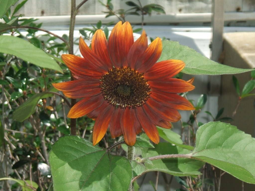100 Evening Colors Sunflower (Helianthus Annuus) Seeds