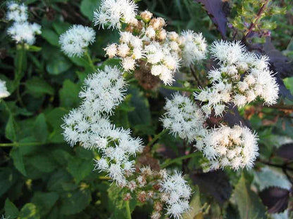 50 Mixed Colors JOE PYE WEED Eupatorium Maculatum Flower Seeds