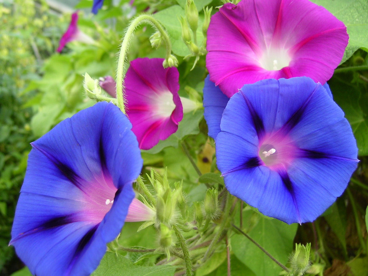 Mixed Morning Glory (Ipomoea purpurea) Seeds – 50 ct