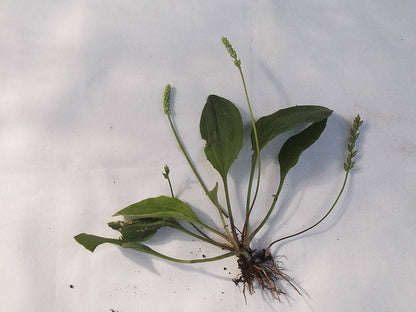 1000 CHINESE PLANTAIN Plantago Asiatica Herb Flower Seeds