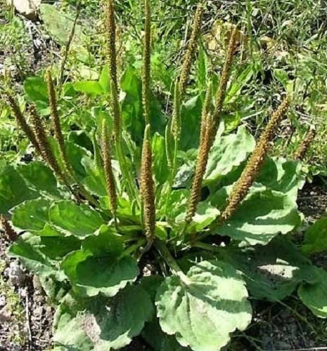 Chinese Plantain (Plantago asiatica) Seeds – 1,000 ct