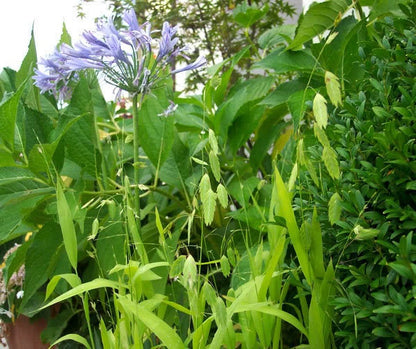 100 RIVER OATS (Northern Sea Oats / Inland Oats) Ornamental Uniola Latifolia Grass Seeds