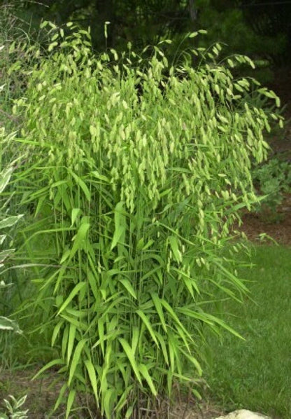 100 RIVER OATS (Northern Sea Oats / Inland Oats) Ornamental Uniola Latifolia Grass Seeds