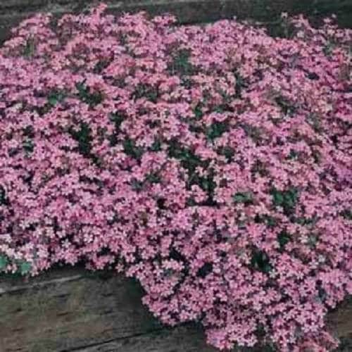 500 Pink Rock Soapwort (Saponaria Ocymoides) Seeds
