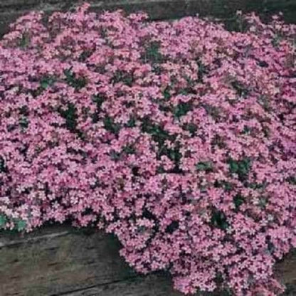500 Pink Rock Soapwort (Saponaria Ocymoides) Seeds