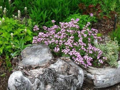 500 Pink Rock Soapwort (Saponaria Ocymoides) Seeds