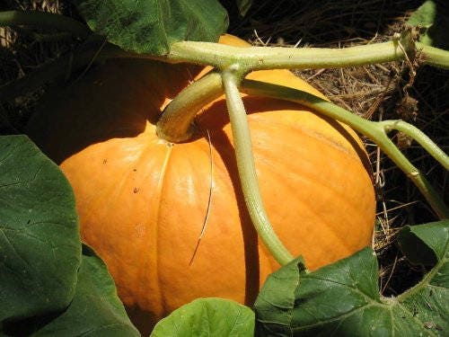 25 BIG MAX PUMPKIN Cucurbita Maxima Vegetable Seeds (Grow 100 pound pumpkins!)