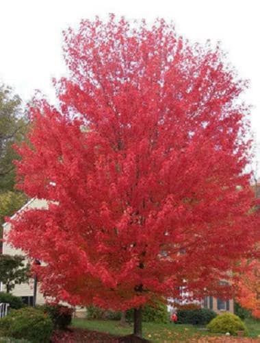 25 Siberian Maple Tree (Acer Ginnala) Seeds