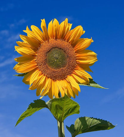 Hopi Sunflower (Helianthus annuus) Seeds – 50 ct