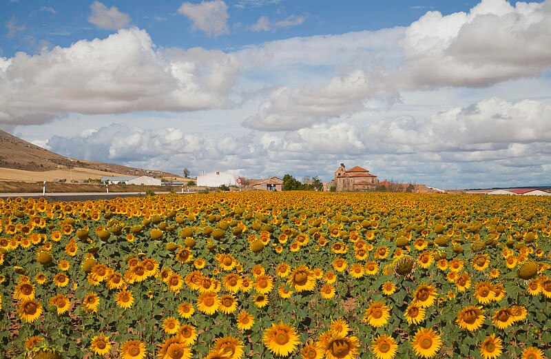 Hopi Sunflower (Helianthus annuus) Seeds – 50 ct
